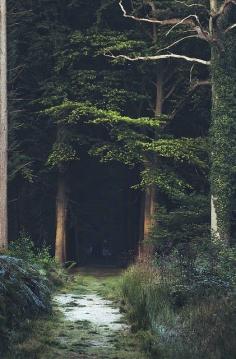 
                    
                        Enchanted Forest
                    
                