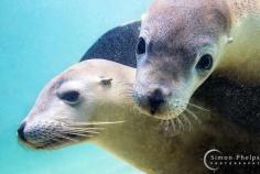 
                    
                        Australian Sea Lions, Hopkins Island, South Australia by Simon Phelps
                    
                