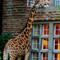 
                    
                        Giraffe Manor in Nairobi, Kenya | 16 Hotels That Are So Cool You'll Want To Stay Forever
                    
                