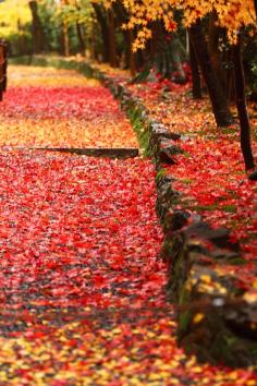 
                    
                        Autumn Leaves at Komyo-ji temple, Kyoto, Japan: photo by 92san
                    
                