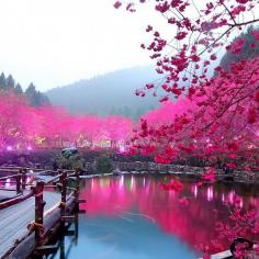 
                    
                        Cherry Blossom Lake,Sakura, Japan
                    
                