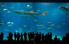 
                    
                        The Okinawa Churaumi Aquarium in Osaka, Japan
                    
                