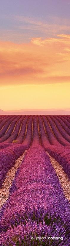 
                    
                        Sunset over lavender fields, Valensole, Provence, France
                    
                