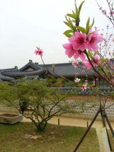 
                    
                        Flowers in bloom at the Grand Palace in Seoul, Korea (www.beautifulview...)
                    
                