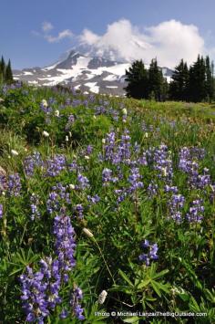 
                    
                        Wildflowers, Waterfalls, and Slugs at Mt. Rainier | The Big Outside - seriously one of the most beautiful places on earth
                    
                