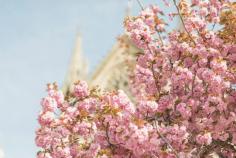 
                    
                        Paris Spring Photography   Pink Cherry Blossoms by GeorgiannaLane
                    
                