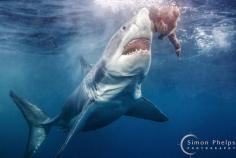 
                    
                        Locked On, Great White, South Australia.  Great White Pointer Shark North Neptune Island, Eyre Peninsula South Australia.  by Simon Phelps
                    
                