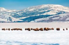 
                    
                        10 BUDGET-FRIENDLY TRIPS FOR WINTER(Jackson-hole-wyoming)
                    
                