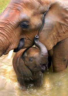 
                    
                        elephant love
                    
                