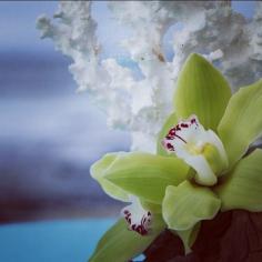 
                    
                        So many beautiful flowers in Hawaii, yet this orchid @Four Seasons Resort Hualalai at Historic Ka'upulehu stands out.
                    
                