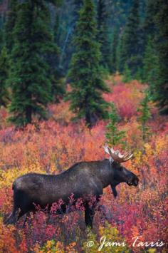
                    
                        Visit Alaska.  A bull moose in the colorful autumn foliage of Alaska (Denali National Park)  copyright Jami Tarris
                    
                