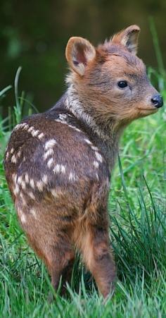 
                    
                        Day-old pudu fawn at the Bristol Zoo in Bristol, England • photo: Bristol Zoo on Zooborns
                    
                