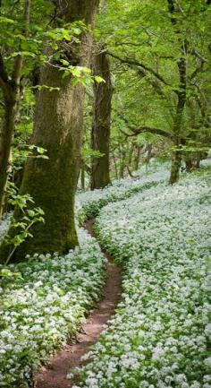 
                    
                        Footpath through the Wild Garlic - Milton Wood Somerset, England
                    
                