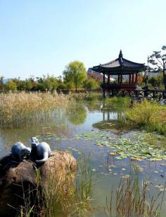 
                    
                        The lovely colors of Daejeon, Korea in the fall
                    
                