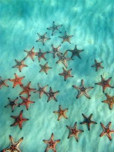 
                    
                        Look it's a starfish tree! #PinUpLive
                    
                