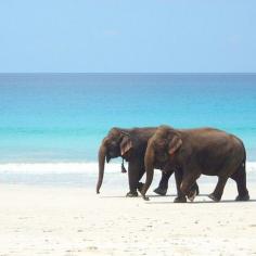 
                    
                        Love, travel, elephants.
                    
                