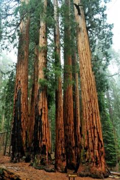 
                    
                        expressions-of-nature: “A damp Senate / Sequoia National Park, CA : sjb5”
                    
                