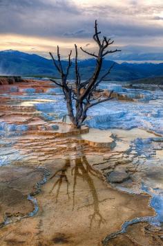 
                    
                        The Canary Spring of the upper terrace -Mammoth Hot Springs, Yellowstone National Park, Wyoming, United States.
                    
                