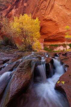 
                    
                        Zebra Slot, Utah Willie Huang
                    
                