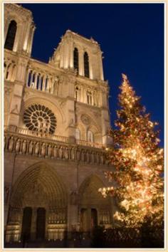 
                    
                        Notre dame Christmas tree
                    
                