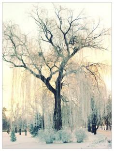 
                    
                        Winter tree
                    
                