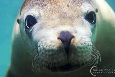 
                    
                        Australian Sea Lion, Hopkins Island, South Australia by Simon Phelps
                    
                