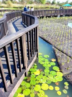 
                    
                        Lovely lily pads in Daejeon, South Korea
                    
                