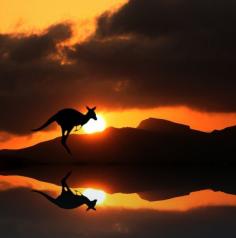
                    
                        Kangaroo - Reflection Photography
                    
                
