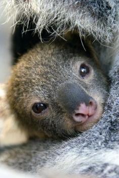 Baby Koala hugs