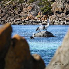 
                    
                        Pelicans, Lincoln National Park, South Australia by Simon Phelps
                    
                