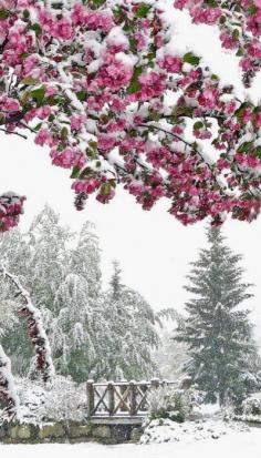 
                    
                        Snow in June ~ Calgary, Canada
                    
                