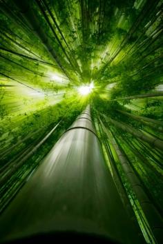 
                    
                        Bamboo forest in Japan: photo by Takeshi Marumot
                    
                