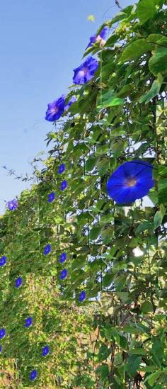 
                    
                        Flowers of Crete
                    
                