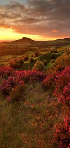 
                    
                        Moorland heather at Roseberry Topping in North Yorkshire, England • photo: John Robinson Photography
                    
                