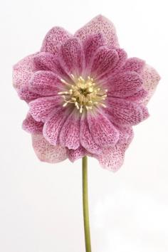 
                    
                        Flower Photography Botanical Photograph
                    
                
