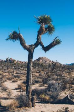 
                    
                        Joshua Tree National Park, California #Joshuatree #desert #hiking #rockclimbing paradise
                    
                