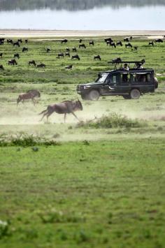 
                    
                        Tanzania: A safari revival in troubled times. / #17 on @The New York Times's list of 52 Places to Go in 2015
                    
                