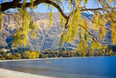 
                    
                        Wanaka, New Zealand — by JulieK. Fall in New Zealand just adds to its beauty. Here are some colorful trees along the banks of Lake Wanaka
                    
                