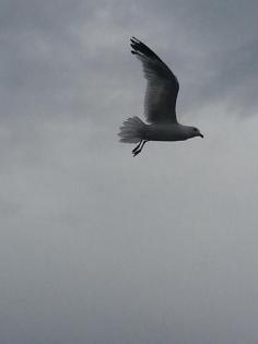 
                    
                        Pic of a Seagull At Beach on a Cloudy Day