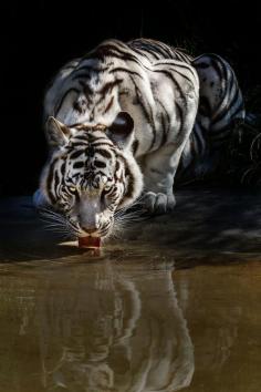 
                    
                        Twitter, White Siberian Tiger pic.twitter.com/yMXMjERQPx
                    
                