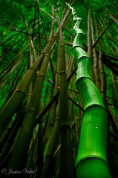 
                    
                        Bamboo Bend, Hawaii
                    
                