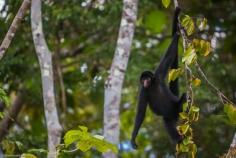 
                    
                        10 Reasons You’ll Want to Travel to the Amazon River, Peru: Spider Monkey  | The Planet D
                    
                