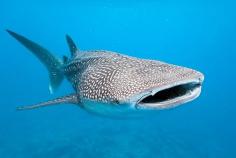 
                    
                        Swim with the Whale Sharks at Ningaloo Reef - things to do in Exmouth, Western Australia
                    
                