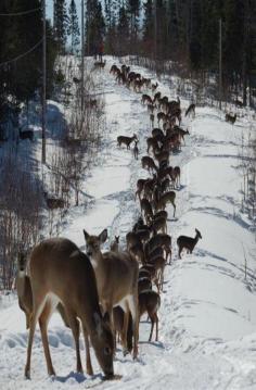 
                    
                        Deer...Lots Of Deer - getting ready to pull the sleigh!
                    
                
