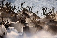 
                    
                        Siberia, Shukotka - Reindeer second brigade by Jimmy Nelson
                    
                