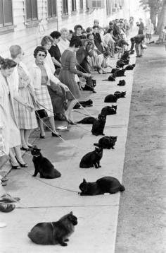 
                    
                        Hollywood auditions for a black cat, 1961
                    
                