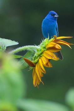 
                    
                        Blue Bird on Sunflower
                    
                