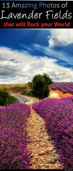 
                    
                        13 Amazing Photos of Lavender Fields that will Rock your World #Provence #France #Lavender
                    
                