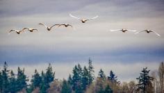 
                    
                        Ridgefield National Wildlife Refuge, Clark County, Washington — by Charles Arcudi. This is the full formation of Trumpeter Swans from the discovery I posted yesterday. I've been having some storage...
                    
                