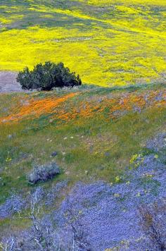 
                    
                        California wildflowers paint the landscape with vibrant colors
                    
                
